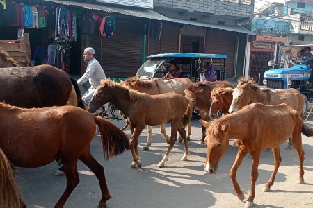 छाडा पशु चौपाया व्यवस्थापन गर्न 'एक्सन'मा नेपालगञ्ज उपमहानगरपालिका