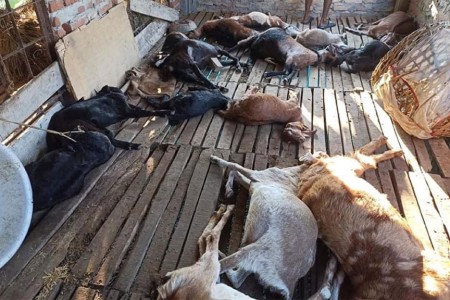 बर्दियामा व्यवसायिक फर्ममा पसेर बाघले २१ बाख्रा मार्‍यो