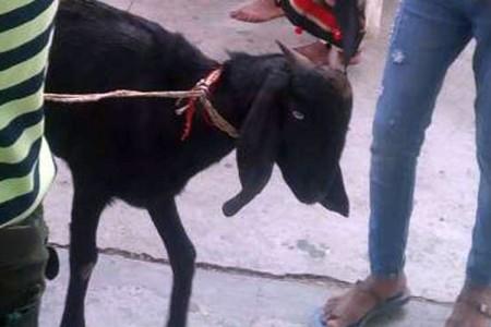 कोरोना रोक्न आग्रह गर्दै देवतालाई बलि