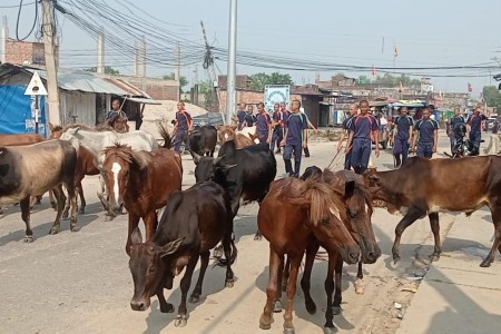 नेपालगञ्ज बजारबाट ७ दर्जन छाडा पशु कान्जीहाउस लगियो