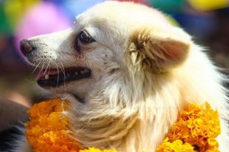 आज कुकुर तिहार मनाइँदै