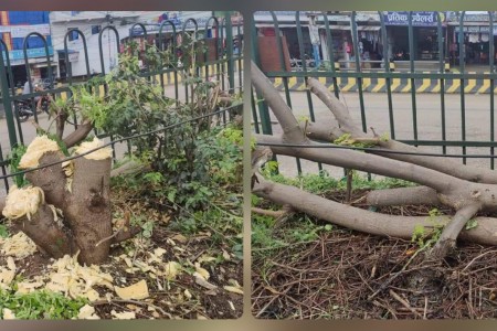 कोहलपुरमा वयश्क रुख काटिएपछि सर्वत्र आलोचना