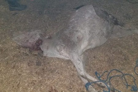 बाँकेको नरैनापुरमा गाई काटिएको अवस्थामा फेला