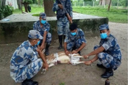 सशस्त्र प्रहरी बर्दियाद्वारा घाइते चित्तलको उद्दार