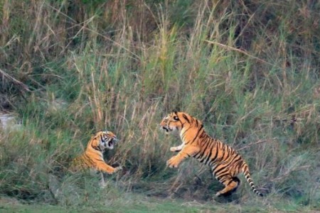 बाँकेको गाभरमा बाघको आतंक, निकुञ्जको टोली गाभर जङ्गलभित्र
