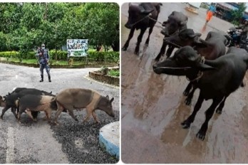 जिल्ला बाँके प्रहरीले राँगा र सशस्त्र प्रहरीद्वारा बुङगुर बरामद