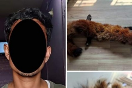 रेडपाण्डाको छालासहित नेपालगन्जबाट एक जना युवक पक्राउ
