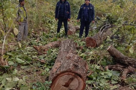 बाँकेको डुडुवाबाट अवैध सालका काठ बरामद