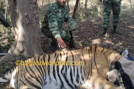 फत्तेपुरको जंगलबाट नरभक्षी बाघ नियन्त्रणमा
