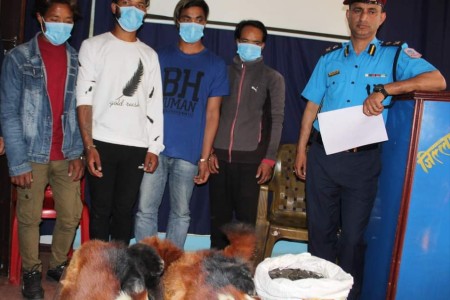 नेपालगन्जबाट रेडपाण्डाको छाला र ३ किलो चरेससहित पक्राउ परेका ६ जना सार्वजनिक