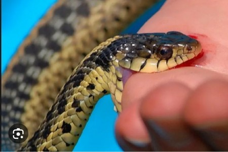 सर्पदंशबाट महिलाको ज्यान गयो