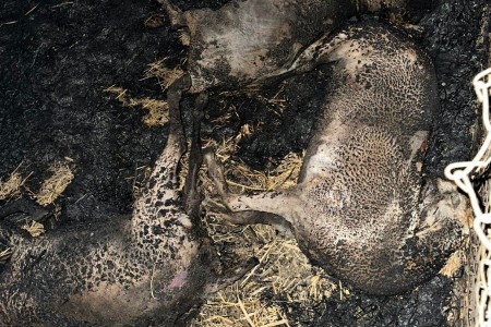 खजुराको बाख्रा अनुसन्धान इकाईमा आगलागी हुँदा ६२ बाख्रा मरे