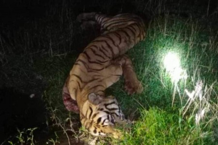 पाटे बाघ मृत अवस्थामा फेला