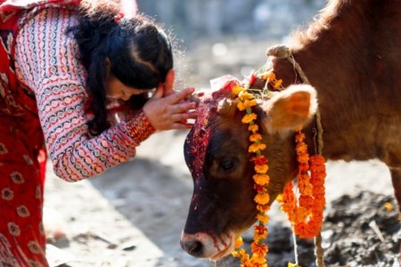तिहारको तेस्रो दिन आज गाई पूजा