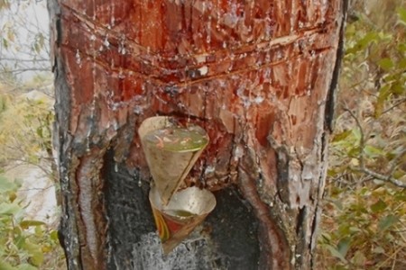 दाङमा सामुदायिक वन समूह खोटो सङ्कलन गर्दै
