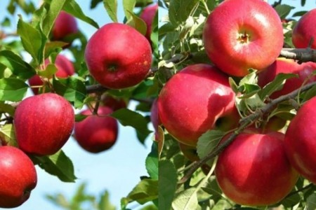 स्याउ खानुका फाइदा