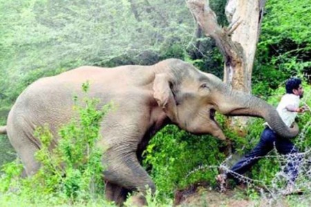 बारीमा मकै खान आएको हात्तीको आक्रमणमा भट्टराईको मृत्यु