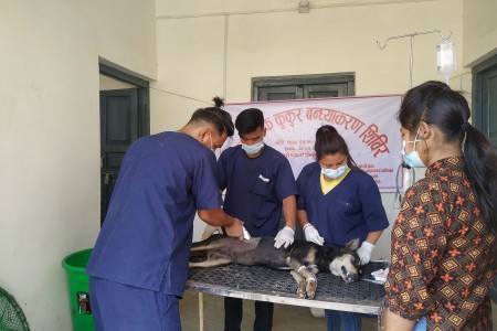 सामुदायिक कुकुर नियन्त्रणका लागि बन्ध्याकरण गर्न सुरु
