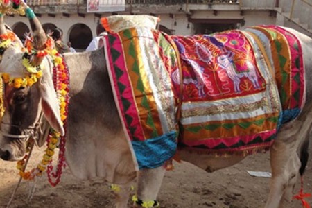 आज गोवर्द्धन, बली, गोरु र कृषकको पूजाआजा गरिँदै