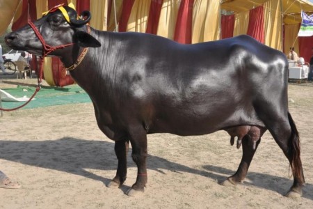 भारतबाट आएका मुर्रा राँगा सीमापारि रुपैडिहामै रोकिए