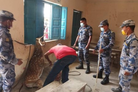 सशस्त्र प्रहरीको कालाबन्जार बिओपीद्वारा घाइते चित्तलको उद्दार