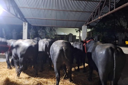 नेपालगन्ज नाकाबाट भित्रिए मुर्रा राँगा