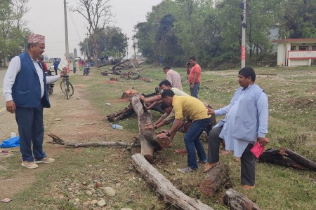 कोहलपुर चौराह क्षेत्रका सुकेका रुख हटाइयो