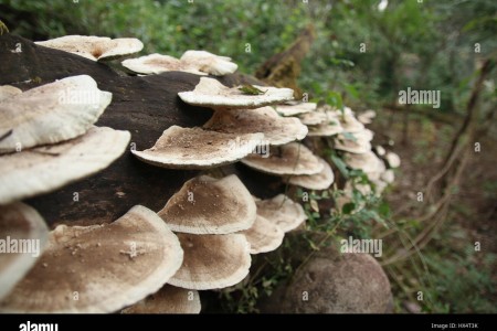 जंगली च्याउ खाँदा एकै गाउँका १९ जना बिरामी