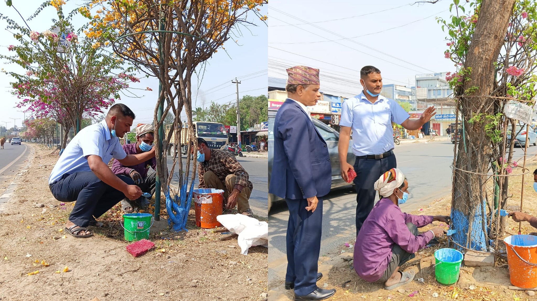 विरुवाहरुमा बोर्डोपेस्ट लगाउँदै नेपालगञ्ज उपमहानगरपालिका