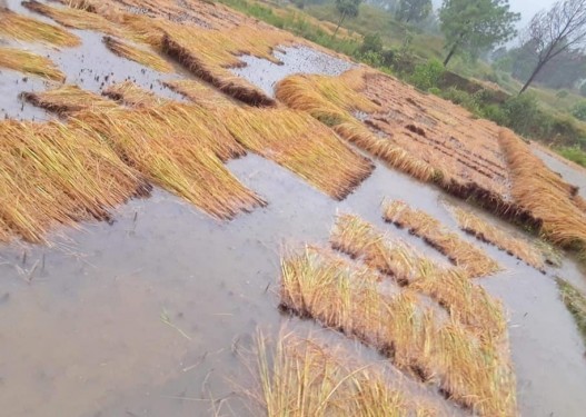 बर्षाले धानबालीमा ठूलो क्षती