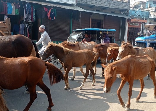 छाडा पशु चौपाया व्यवस्थापन गर्न 'एक्सन'मा नेपालगञ्ज उपमहानगरपालिका