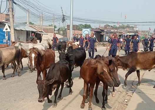 नेपालगञ्ज बजारबाट ७ दर्जन छाडा पशु कान्जीहाउस लगियो