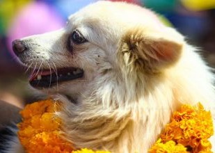आज कुकुर तिहार मनाइँदै