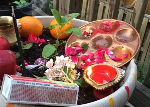 तुलसीको बिरुवा तुलसी मोठमा सारेर हरिशयनी एकादशी मनाइँदै