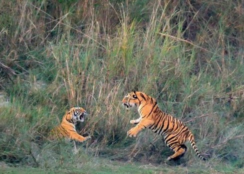 बाँकेको गाभरमा बाघको आतंक, निकुञ्जको टोली गाभर जङ्गलभित्र