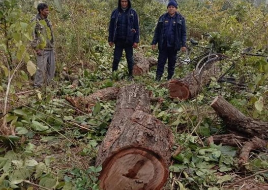 बाँकेको डुडुवाबाट अवैध सालका काठ बरामद