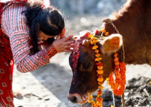 तिहारको तेस्रो दिन आज गाई पूजा