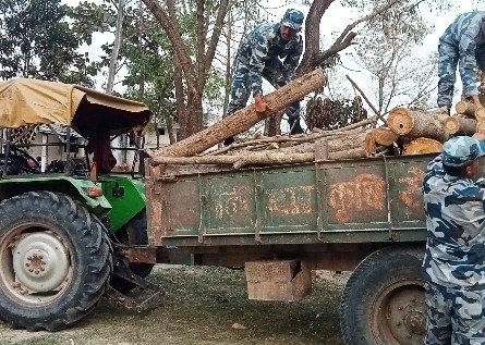 सशस्त्र प्रहरीद्वारा कपिलवस्तुबाट ठुलो परिमाणमा अवैध काठ बरामद