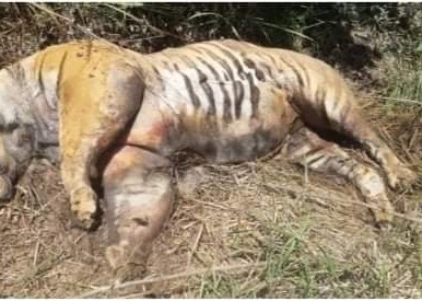 डुडुवा जङ्गलमा पाटे बाघ मृत फेला