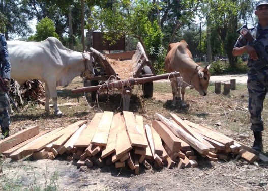 सशस्त्र प्रहरीद्धारा बर्दियामा अबैध काठ बरामद