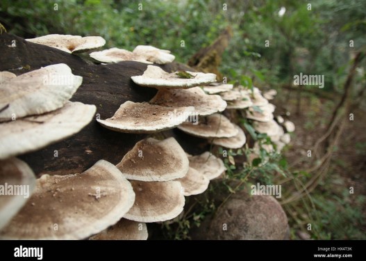 जङ्गली च्याउ खाएर ६ जना बिरामी