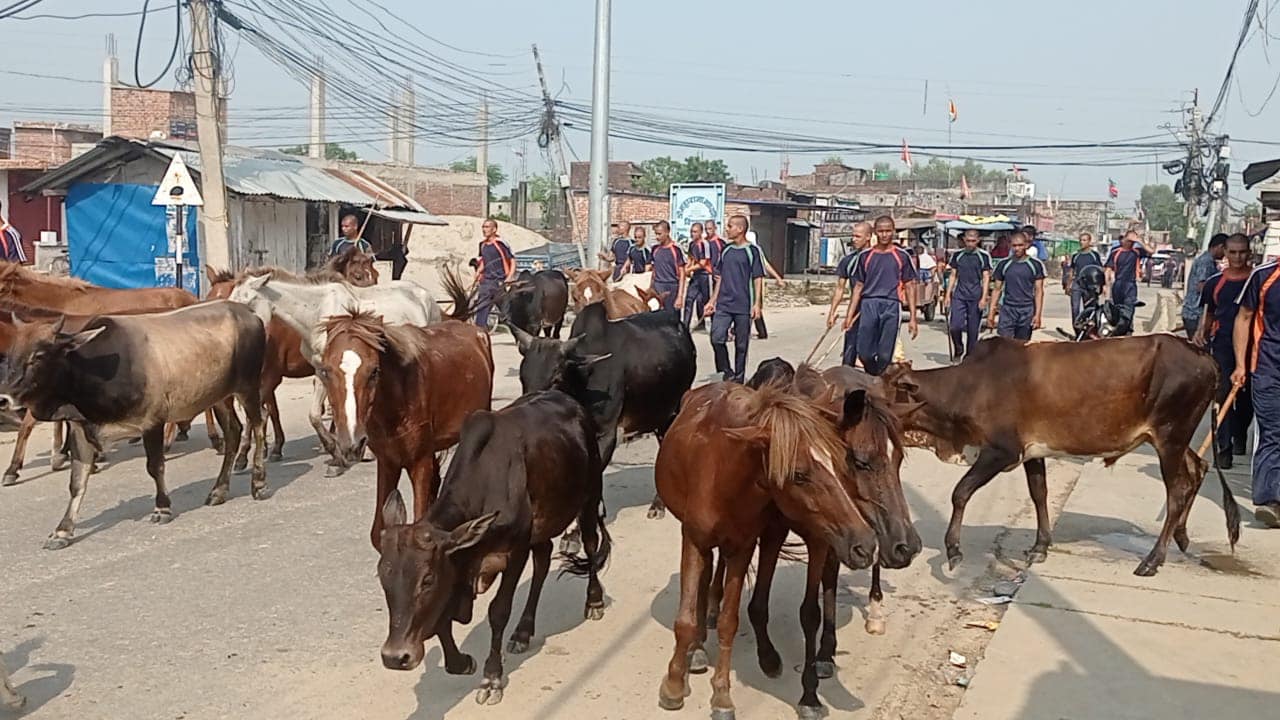 नेपालगञ्ज बजारबाट ७ दर्जन छाडा पशु कान्जीहाउस लगियो