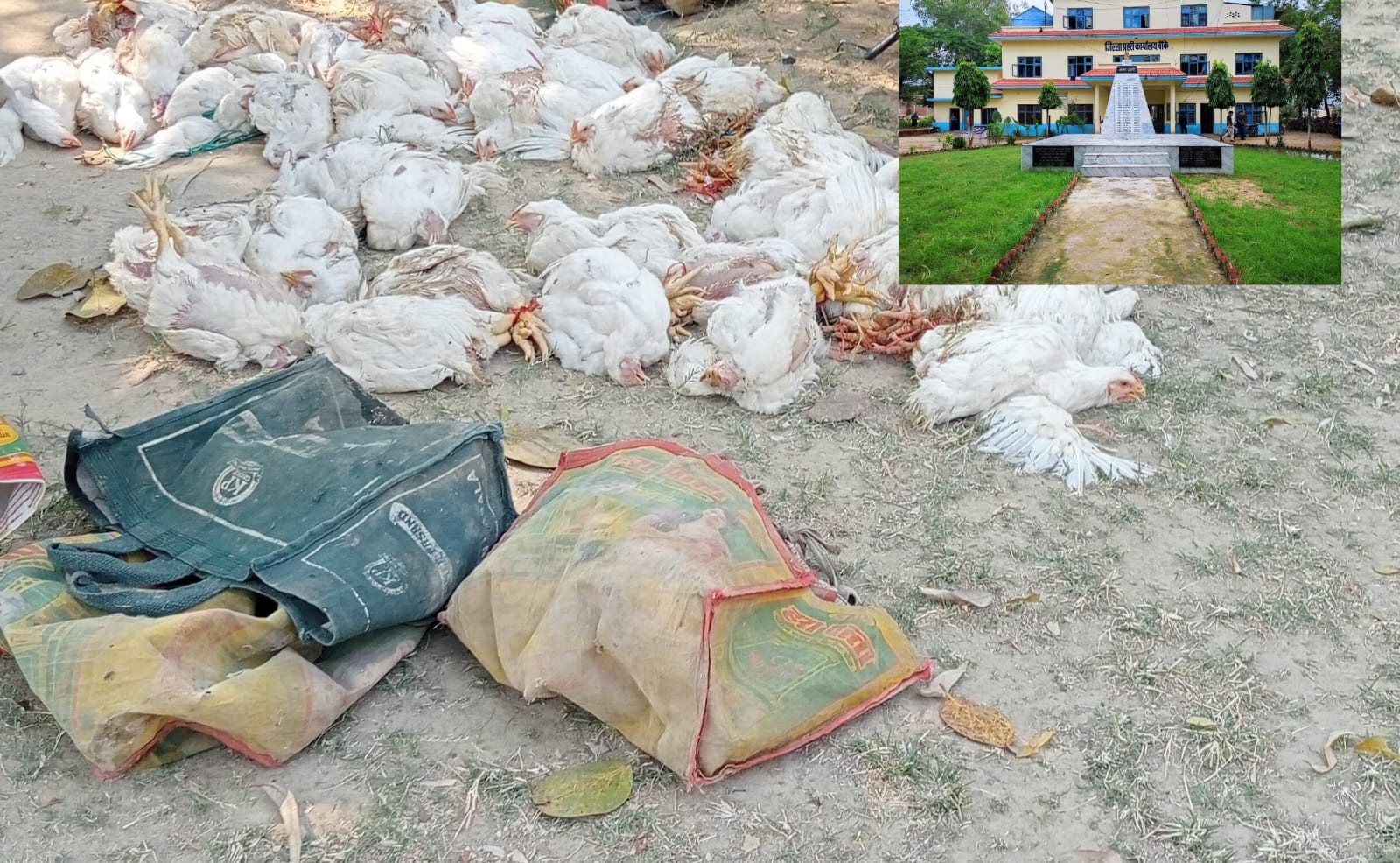 ८० किलो अवैध बोइलर कुखुरा बरामद