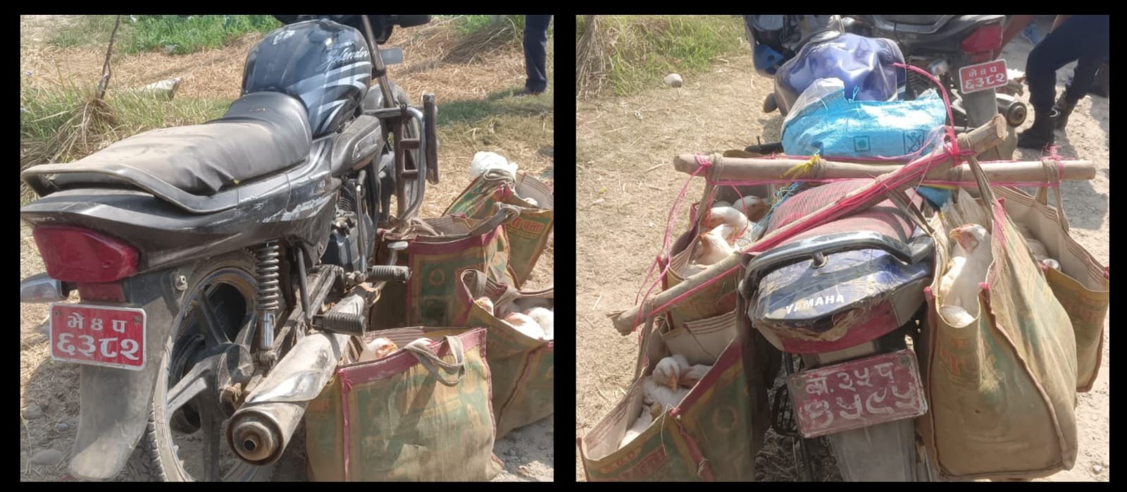 परसपुरबाट अवैध डेढ क्विन्टल बोइलर र दुई वटा मोटरसाइकल नियन्त्रणमा
