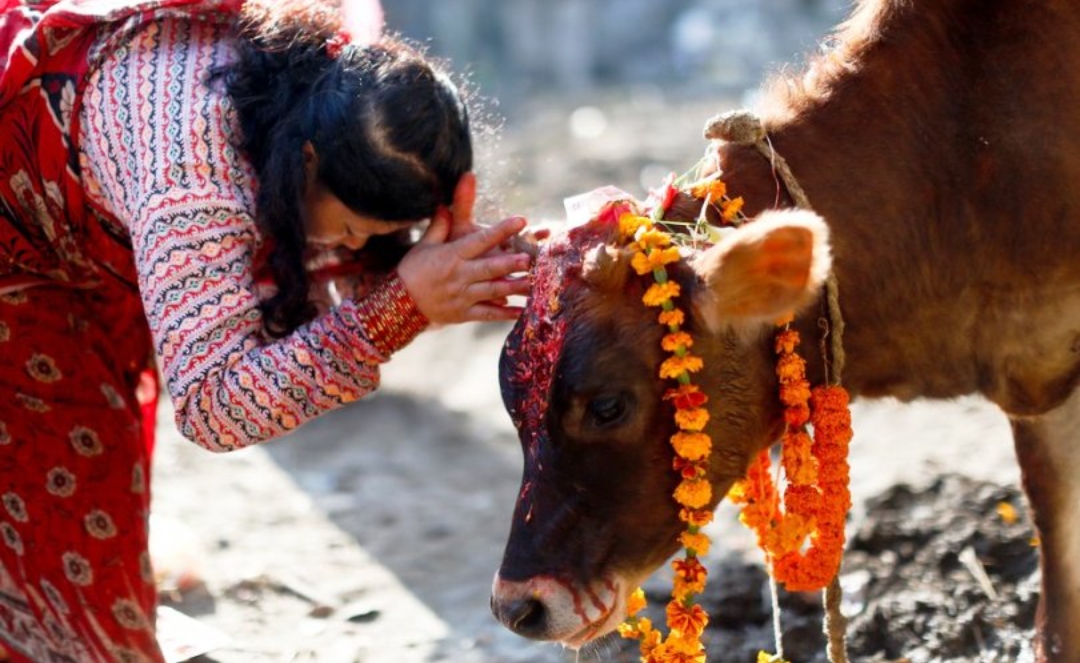 तिहारको तेस्रो दिन आज गाई पूजा