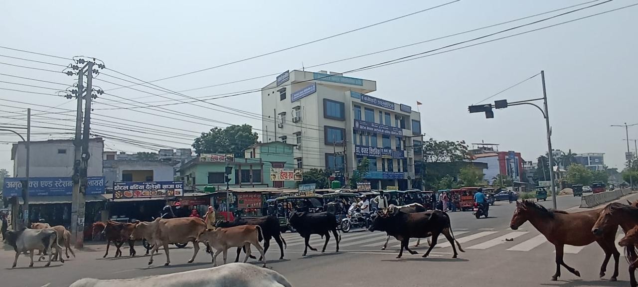 नेपालगञ्जका छाडा पशुलाई कान्जी हाउस पुर्‍याइँदै