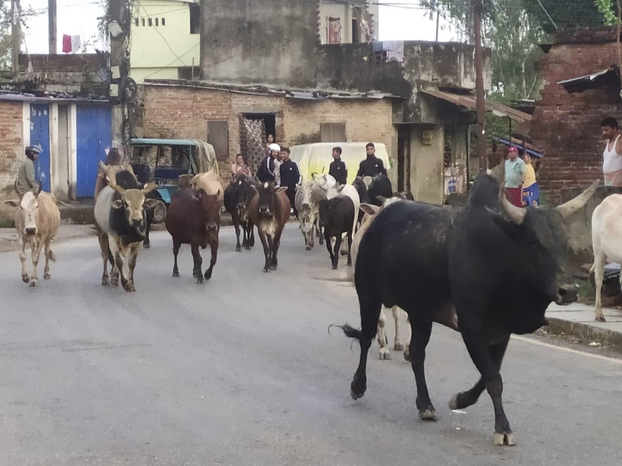 नेपालगञ्जको सडकबाट शुक्रबार पनि २४ छाडा पशु कान्जी हाउस लगियो