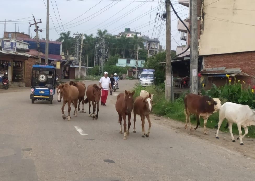नेपालगञ्जमा १८ छाडा पशुचौपाया नियन्त्रणमा,  कान्जीहाउसमा व्यवस्थापन